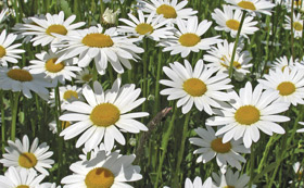 Wildflower Perennials