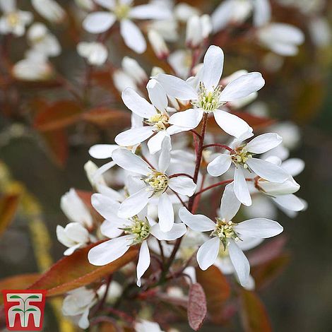 Amelanchier lamarckii (Hedging)