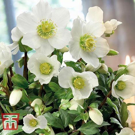 Hellebore Niger