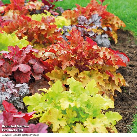Heuchera 'Mosaic'