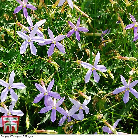 Laurentia 'Grande Blue' - Seeds
