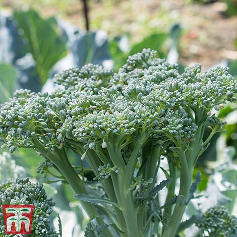 Broccoli 'Sibsey' (Bellaverde®) F1 Hybrid