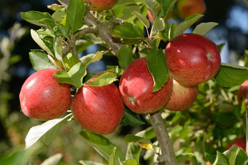 Four red apples on tree