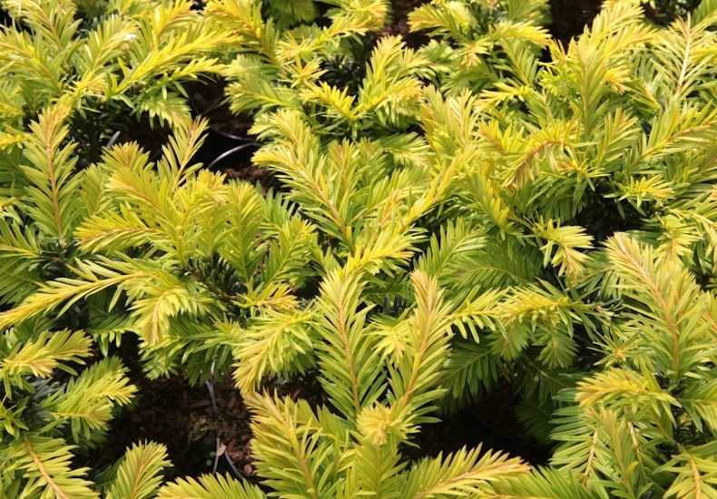 Evergreen yew foliage of yew