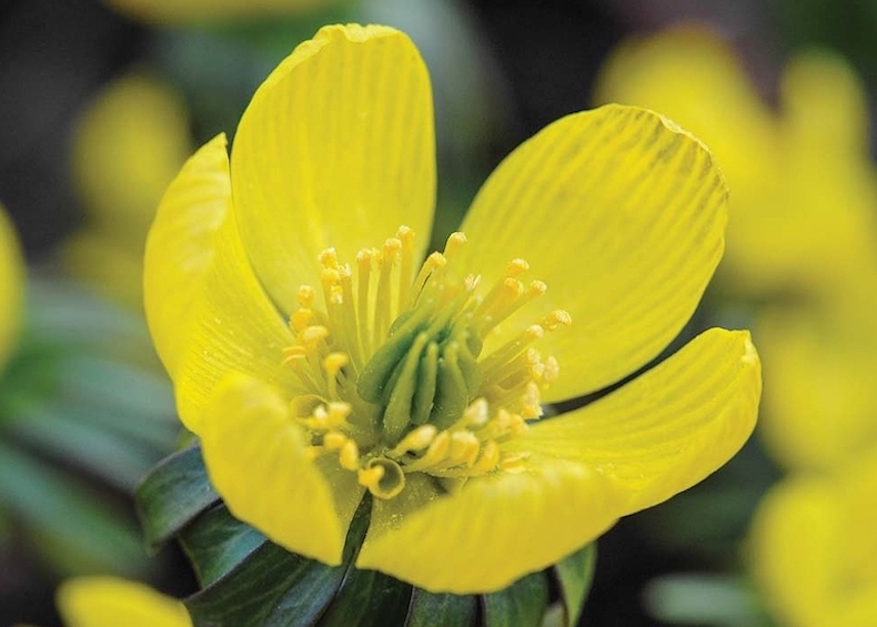 Winter Aconite from Thompson & Morgan