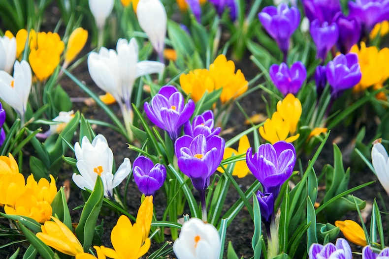 Yellow, purple and white crocus 'Botanical Mix' from Thompson & Morgan