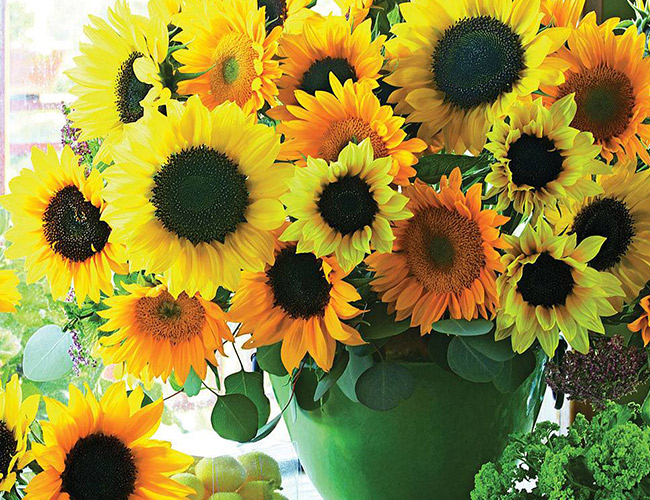 Top 10 Easy to Grow Flowers
