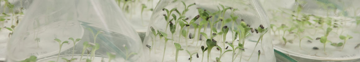 Quality seeds