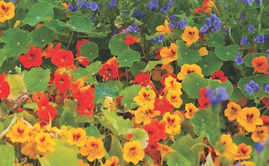 Orange and red nasturtium flowers