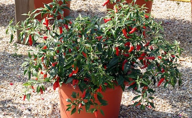 Chilli Pepper 'Apache' F1 Hybrid from T&M