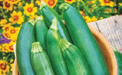 Green courgette 'Sure Thing' in bowl against yellow flower background