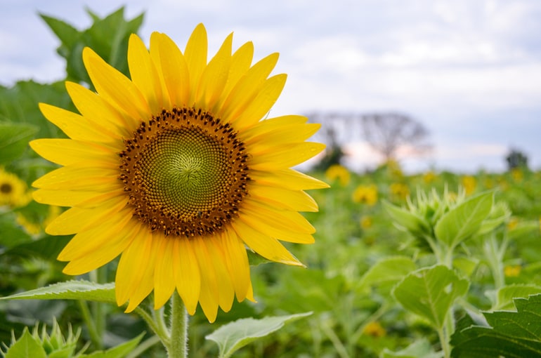 closeup of sunflowers