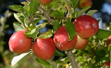 Red apples on branch