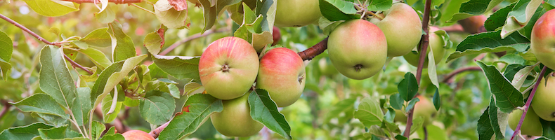 Apple trees banner