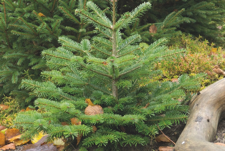 Abies Normanniana from Thompson & Morgan