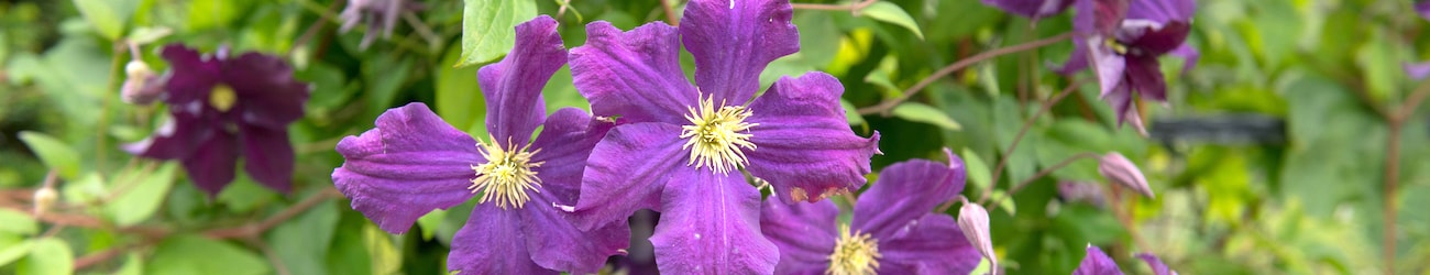 Clematis header image