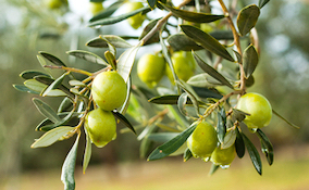 Olive tree bearing fruit