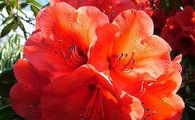 Red rhododendron