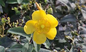 Hypericum (St Johns Wort)