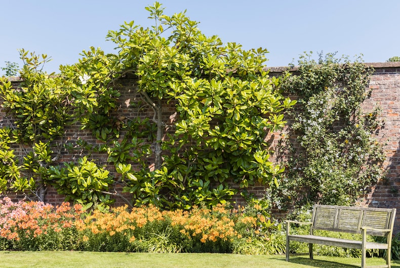 Wall trained magnolia in a garden
