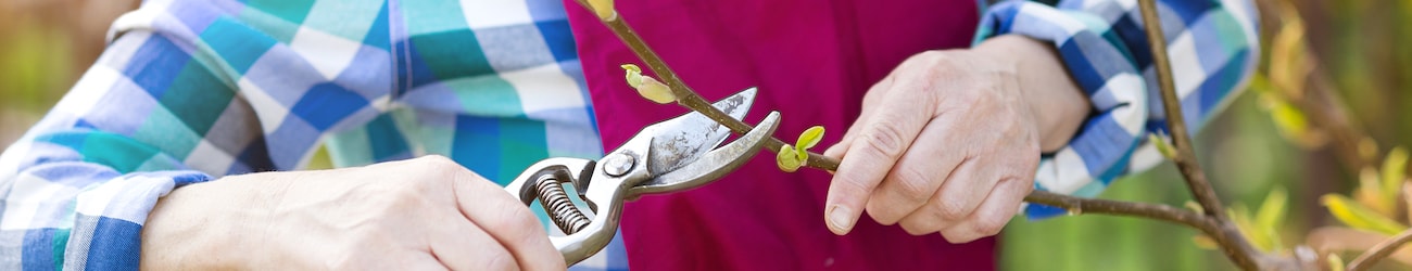 Magnolia tree header image