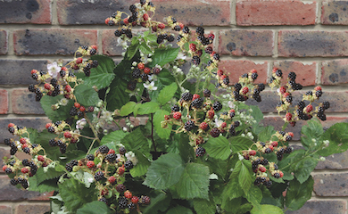 Blackberry 'Coolaris Patio' (Patio fruit)