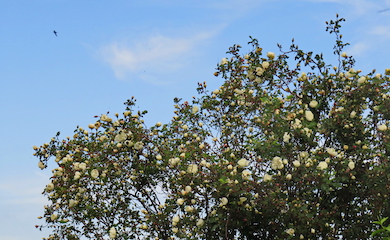 Burnet rose from T&M