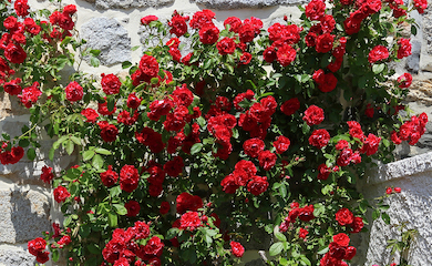 Rose âPaulâs Scarletâ from T&M