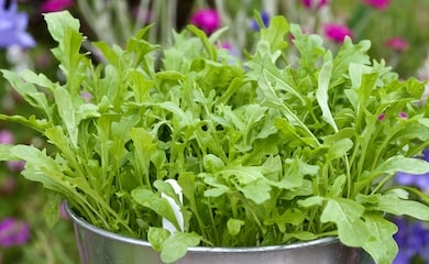 Rocket leaves in metal bucket