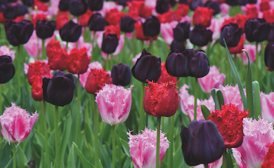 Tulip âBerry Sorbetâ from T&M
