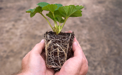 hand holding strawberry plug plant