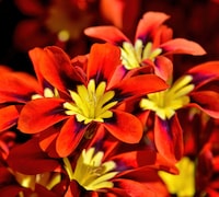 Sparaxis 'Red Reflex