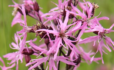 Lychnis flos-cuculi (Ragged Robin) from Thompson & Morgan